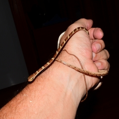 Imantodes gemmistratus