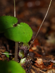Corybas hypogaeus