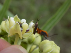 Scythris fuscicomella