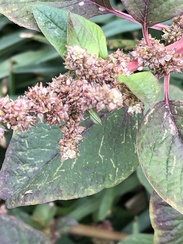 Spleen amaranth (Amaranthus dubius)