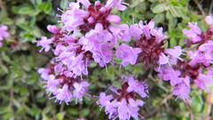 Thymus linearis