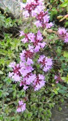 Thymus linearis