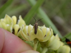 Scythris fuscicomella