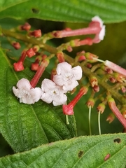 Gonzalagunia rosea