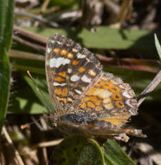 Phyciodes pallescens