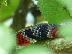 Erythrolamprus mimus
