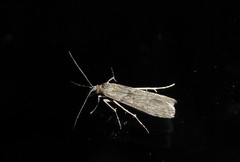 Eudonia leptalaea