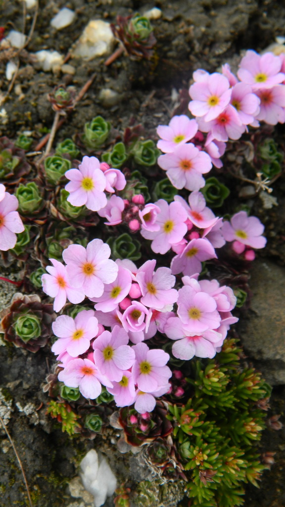 Androsace sempervivoides