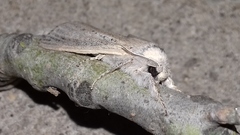 Phragmataecia castaneae