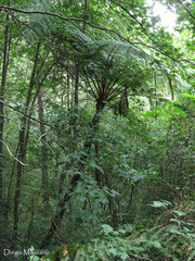 Cyathea costaricensis