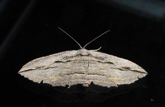 Austrocidaria gobiata