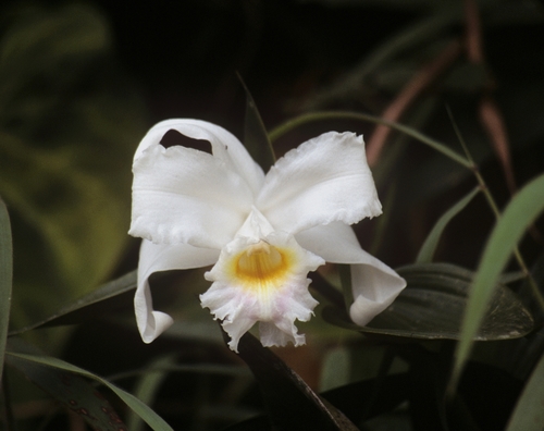 Sobralia virginalis, photograph 5