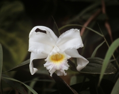 Sobralia virginalis