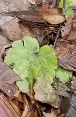 Tiarella stolonifera
