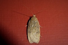 Phaeosaces coarctatella
