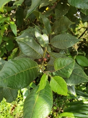 Siparuna grandiflora