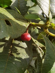Siparuna grandiflora