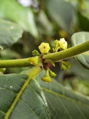 Siparuna grandiflora