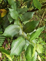 Siparuna grandiflora