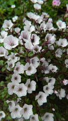 Acanthophyllum cerastioides