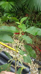 Guettarda crispiflora