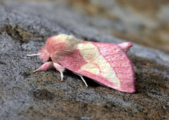 Hyparpax aurora