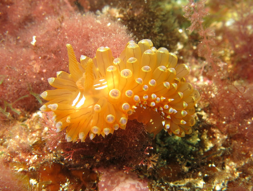 crested aeolis