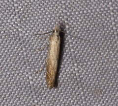 Isophrictis striatella
