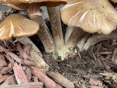 Agaricales