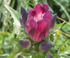 Gentiana pannonica
