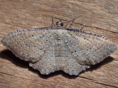 Chrysolarentia microcyma