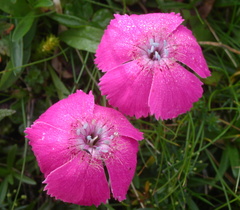 Dianthus alpinus