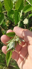 Rubus niveus