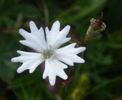 Heliosperma alpestre