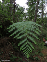 Cyathea costaricensis