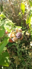 Rubus niveus