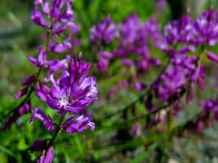 Polygala nicaeensis