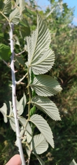 Rubus niveus