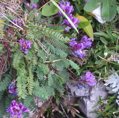 Oxytropis montana