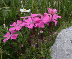 Dianthus alpinus