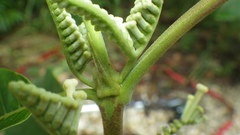 Guettarda crispiflora