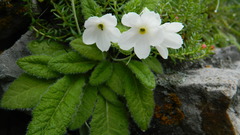 Primula reidii