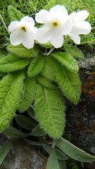 Primula reidii