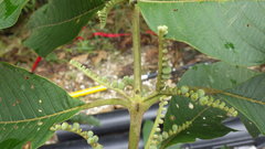 Guettarda crispiflora