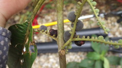 Guettarda crispiflora