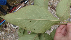 Guettarda crispiflora