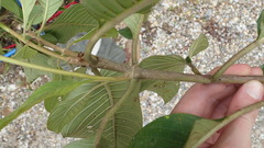 Guettarda crispiflora