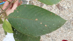 Guettarda crispiflora