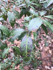 Diaporthe kalmiae