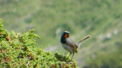 Calliope pectoralis